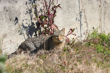 見つめる野良猫