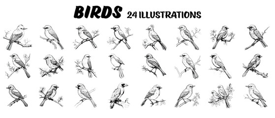 Collection of drawn birds. Sketch illustration