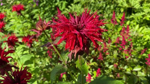 monarda, a red garden flower. bergamot. a perennial plant. nature in summer.