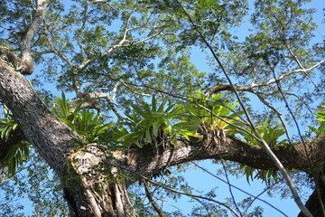 Costa Rica Mittelamerika Jungle wilde Tiere Kakao Papagei