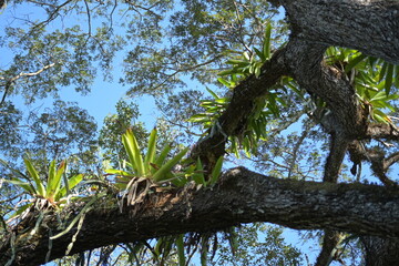 Costa Rica Mittelamerika Jungle wilde Tiere Kakao Papagei