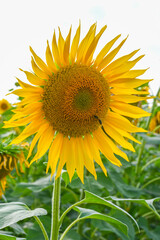 Fototapeta premium Beautiful sunflower in sunflowers field on summer with blue sky at Europe.