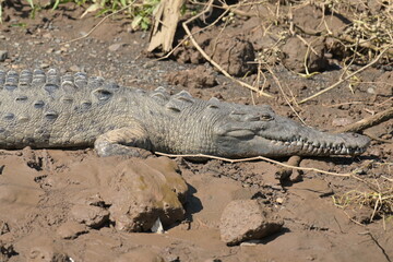 Costa Rica Mittelamerika Pflanzen Natur Umwelt Regenwald
