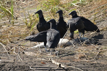 Costa Rica Mittelamerika Pflanzen Natur Umwelt Regenwald