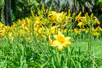Obraz premium The yellow lily flower. Yellow lily flower, known as Lilium parryi, beautiful.