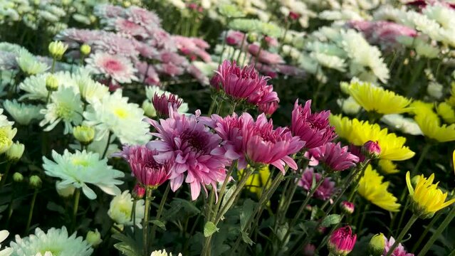 Different colors of chrysanthemum flowers growing in the field for commercial market