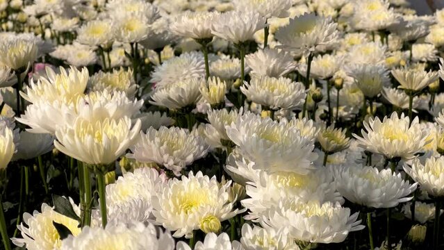 White chrysanthemum flowers blooming in the field