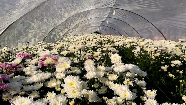 Chrysanthemum commercial variety of flowers farming