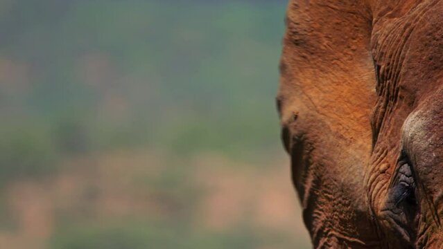 Close up of an elephant's (Loxodonta africana) ear as it flaps them during the morning in Africa.