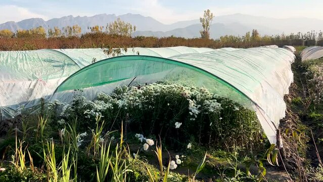 Chrysanthemums flowers growing in greenhouse and fields in Pakistan