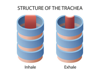 Structure and function of the Trachea

