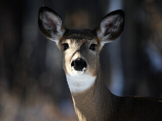 portrait of a white-tailed deer