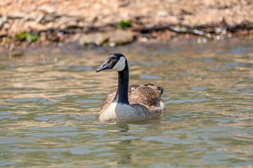 Lone Canadian goose floating in the water