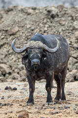 Obraz premium Cape Buffalo in Kenya