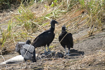 Monte Verde Costa Rica Natur Umwelt Mittelamerika Regenwald