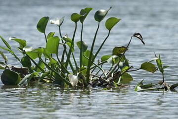 Monte Verde Costa Rica Natur Umwelt Mittelamerika Regenwald