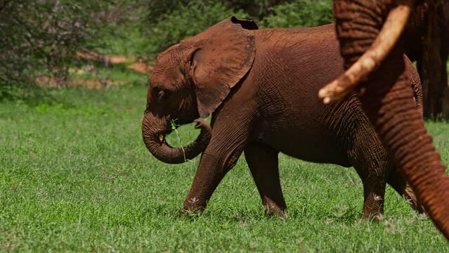 Wide pan shot of a baby elepant (Loxodonta africana) walking as it grazes at noon in Africa.