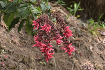 Monte Verde Costa Rica Natur Umwelt Mittelamerika Regenwald