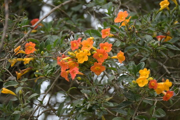 Monte Verde Costa Rica Natur Umwelt Mittelamerika Regenwald
