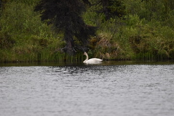 Swan in Pond diving for food in Denali, Alaska