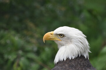 Close up of a Bald Eagle in Alaska