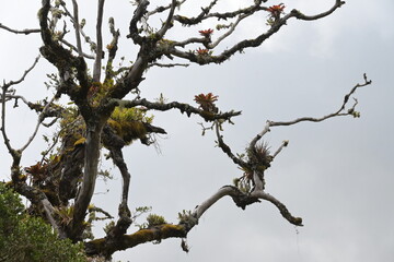 Monte Verde Costa Rica Mittelamerika Regenwald Exoten Pflanzen Natur Umwelt