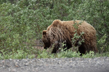 Wild Brown Bear in Denali National Park