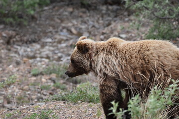 Fototapeta premium Wild Brown Bear in Denali National Park