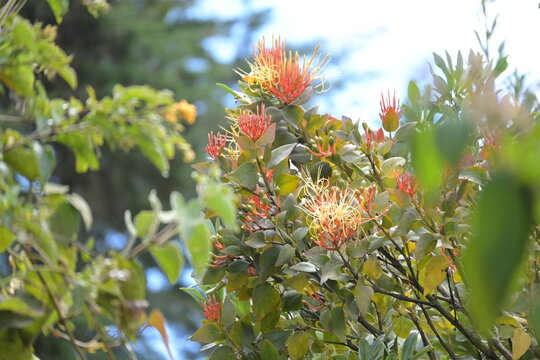 Monte Verde Costa Rica Mittelamerika Regenwald Exoten Pflanzen Natur Umwelt