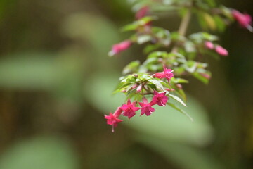 Monte Verde Costa Rica Mittelamerika Regenwald Exoten Pflanzen Natur Umwelt