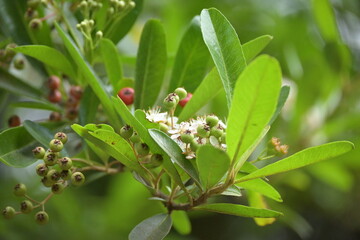 Monte Verde Costa Rica Mittelamerika Regenwald Exoten Pflanzen Natur Umwelt