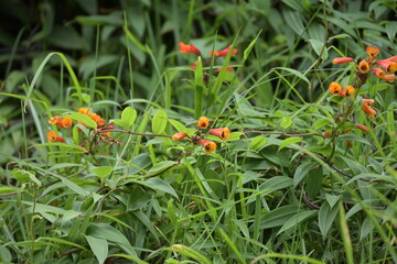 Monte Verde Costa Rica Mittelamerika Regenwald Exoten Pflanzen Natur Umwelt