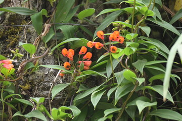 Monte Verde Costa Rica Mittelamerika Regenwald Exoten Pflanzen Natur Umwelt