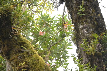 Monte Verde Costa Rica Mittelamerika Regenwald Umwelt Natur