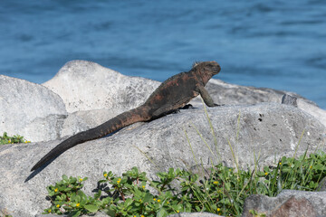 A Galapagos Marine Iguana, Galapagos.