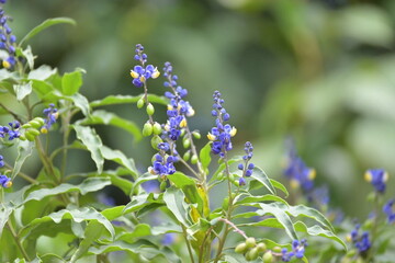 Monte Verde Costa Rica Mittelamerika Regenwald Umwelt Natur
