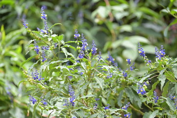 Monte Verde Costa Rica Mittelamerika Regenwald Umwelt Natur