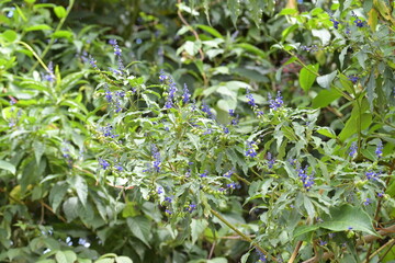 Monte Verde Costa Rica Mittelamerika Regenwald Umwelt Natur