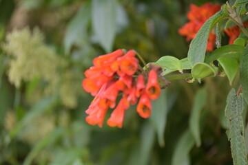 Monte Verde Costa Rica Mittelamerika Regenwald Umwelt Natur
