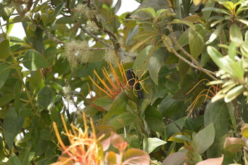 Monte Verde Costa Rica Mittelamerika Regenwald Umwelt Natur