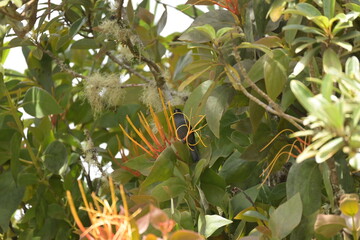 Monte Verde Costa Rica Mittelamerika Regenwald Umwelt Natur