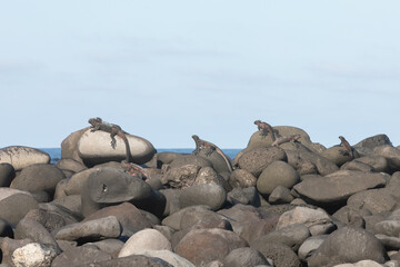 A Galapagos Marine Iguanas  (Amblyrhynchus cristatus),  Galapagos.
