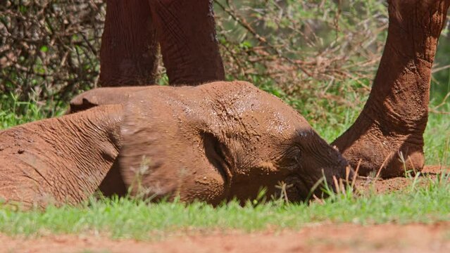 Wide shot of a baby elepant (Loxodonta africana) mud bathing next to the herd at noon in Africa.