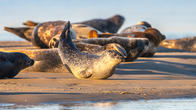 Les phoques de la c&ocirc;te Picarde (Baie de Somme et c&ocirc;te d'Opale)