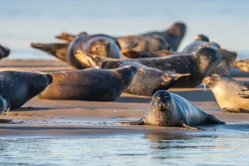 Fotobehang Les phoques de la côte Picarde (Baie de Somme et côte d'Opale) © Alonbou