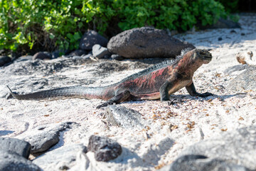 A Galapagos Marine Iguana  (Amblyrhynchus cristatus),  Galapagos.