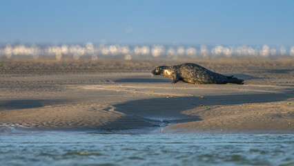 Les phoques de la côte Picarde (Baie de Somme et côte d'Opale)