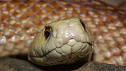 Cloe up of Australian Coastal Taipan