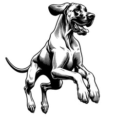 Happy Great Dane jumping. Hand Drawn Pen and Ink. Vector Isolated in White. Engraving vintage style illustration for print, tattoo, t-shirt, sticker