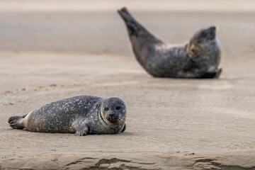 Fototapeta premium Les phoques de la côte Picarde (Baie de Somme et côte d'Opale)